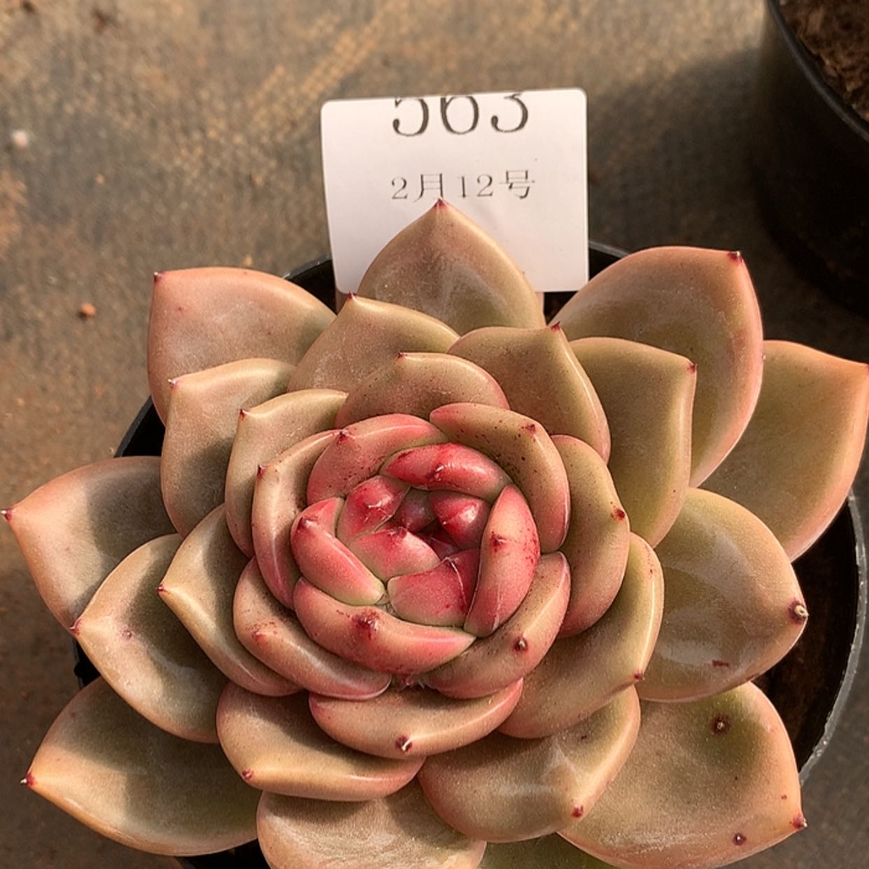 【闪购商品】云563号