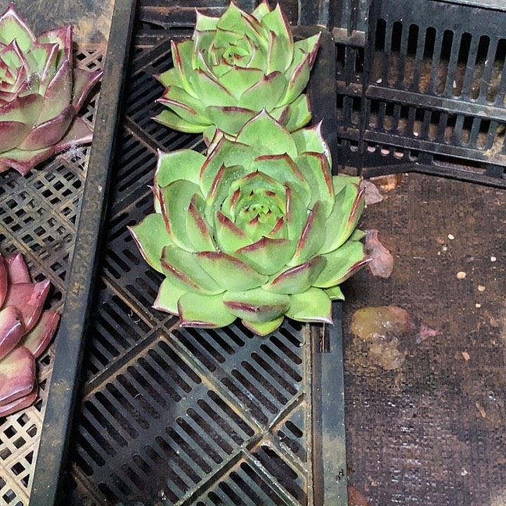 禾***呈福利原始种凤凰16               