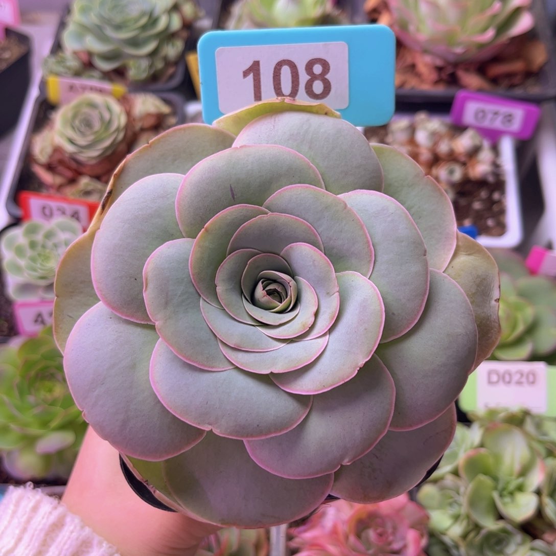 山地玫瑰花朵脸108