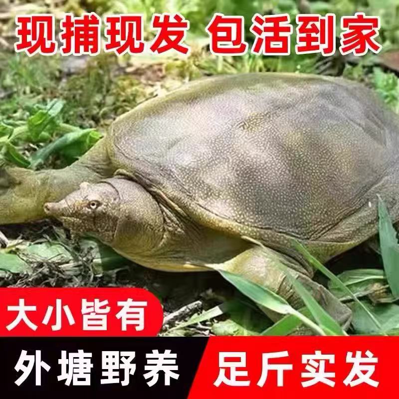 外塘鲜活生猛甲鱼团鱼老鳖直播现场改价，以直播现场称重为准