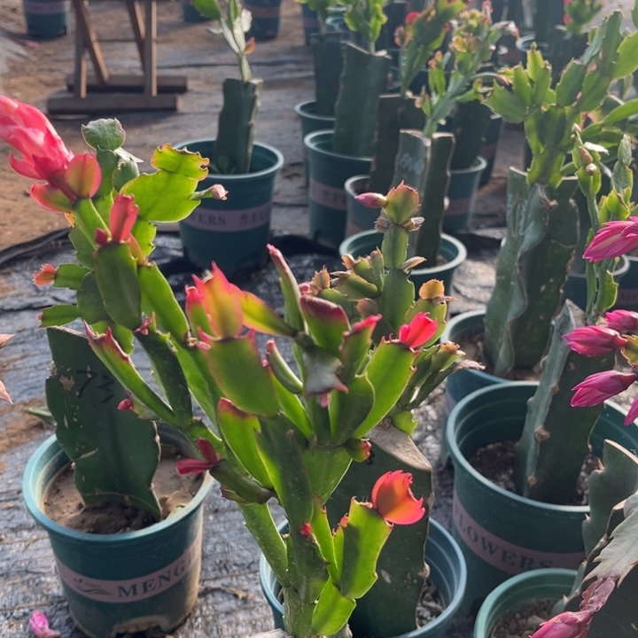 青***4号038粉00000000