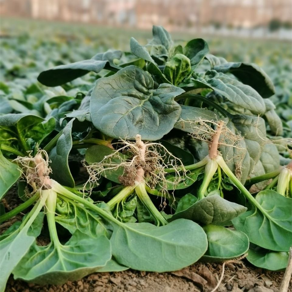 河南矮杆霜打趴地菠菜5斤装3斤装菠菜农家蔬菜新鲜