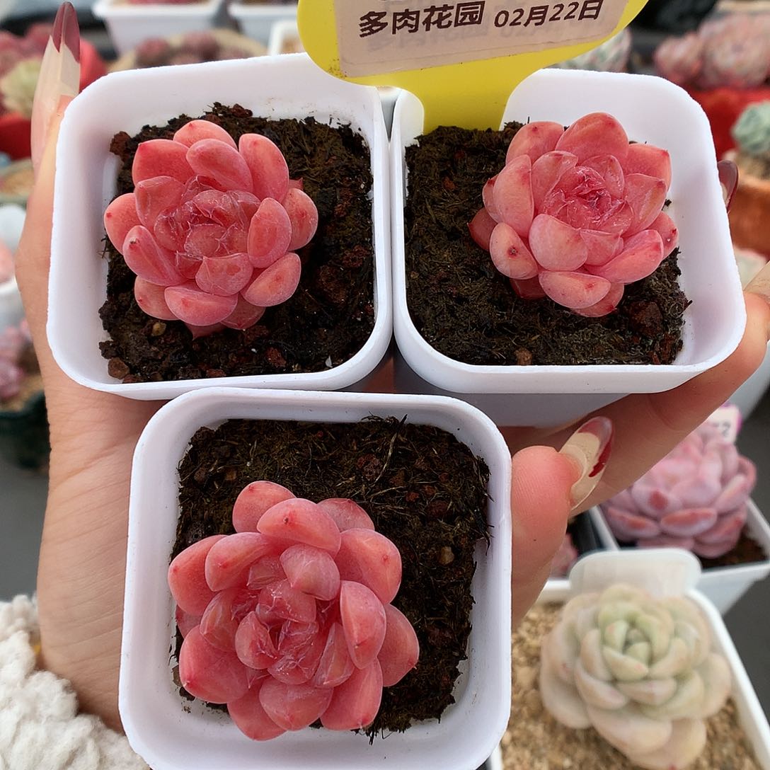 34三颗小脸冰多肉植物