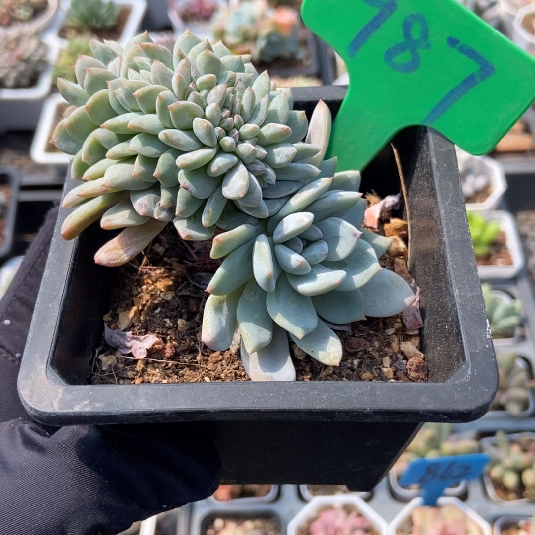 987梦露缀多肉植物