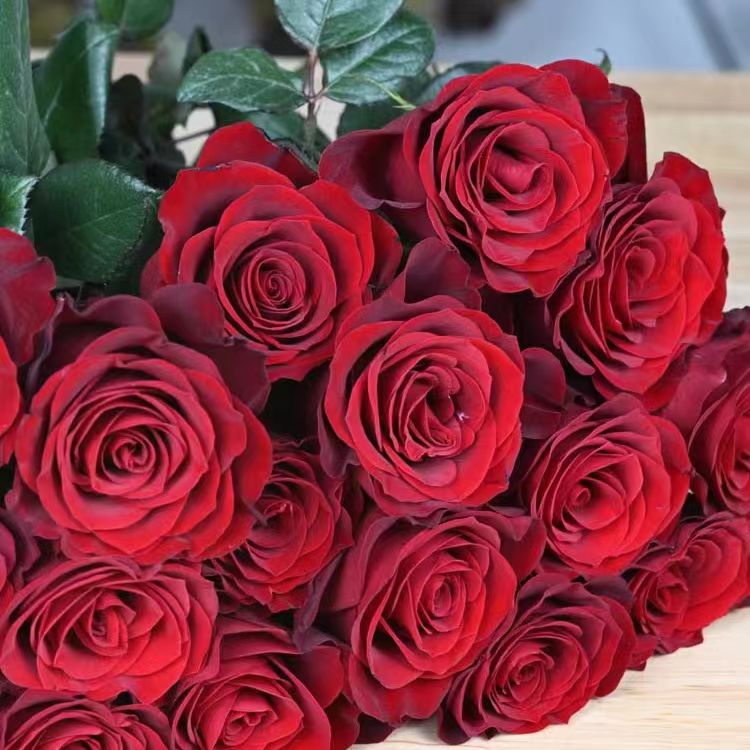 高原红玫瑰---云南基地鲜切花，到货一定要先醒花