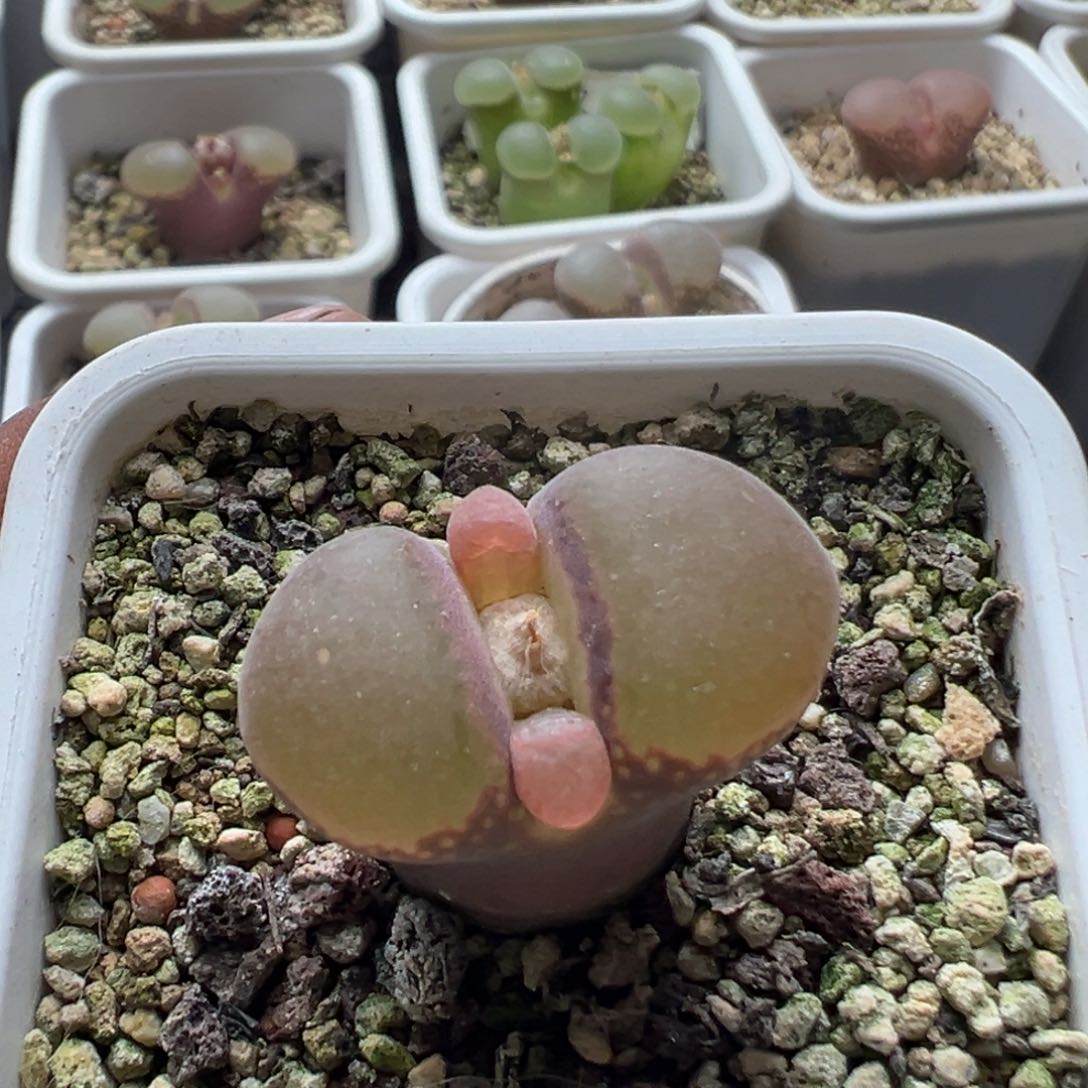 无花朵实生风铃玉16