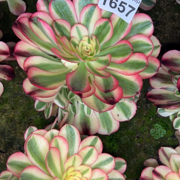 1657南倾城多肉植物