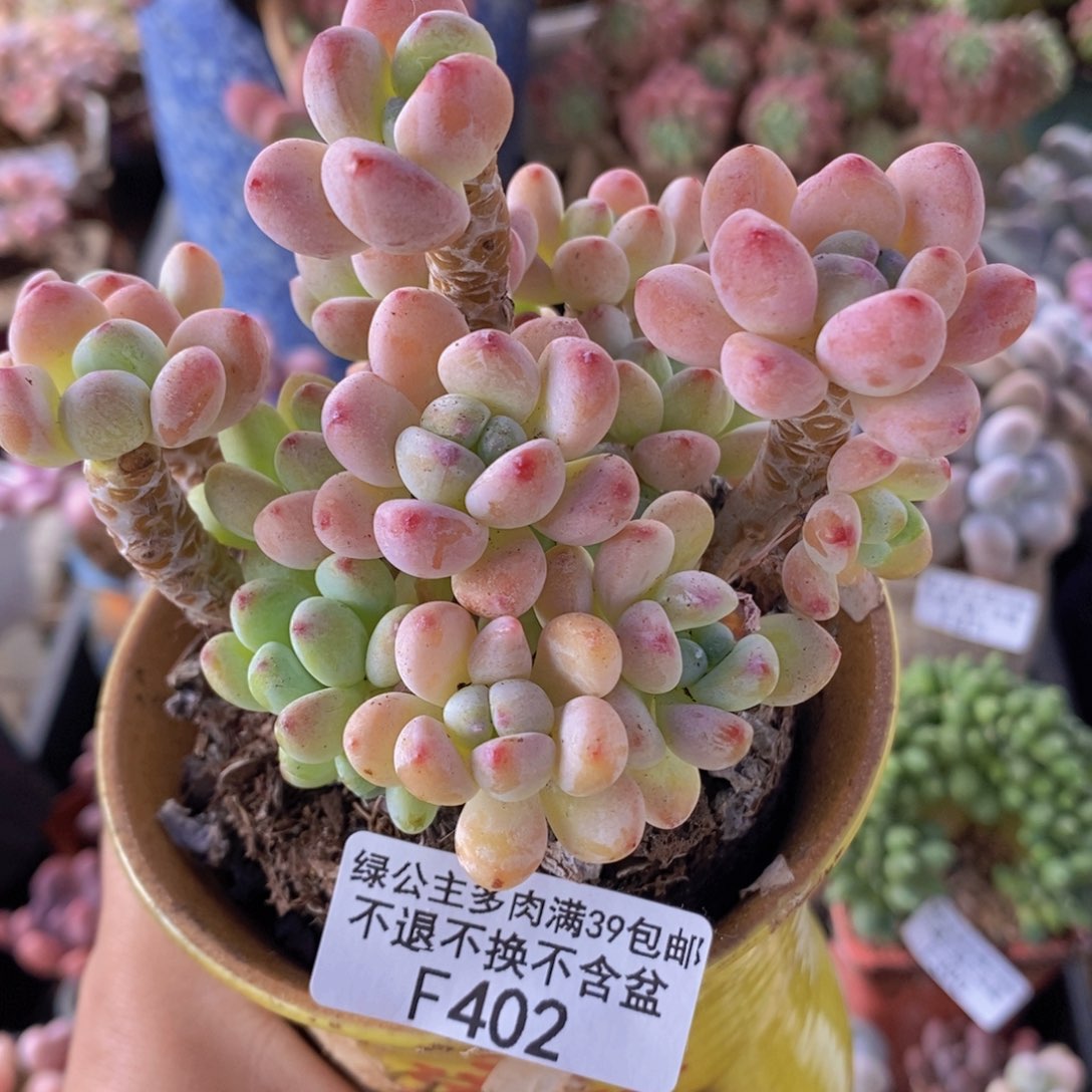 樱花罗琦老桩10cm402多肉植物