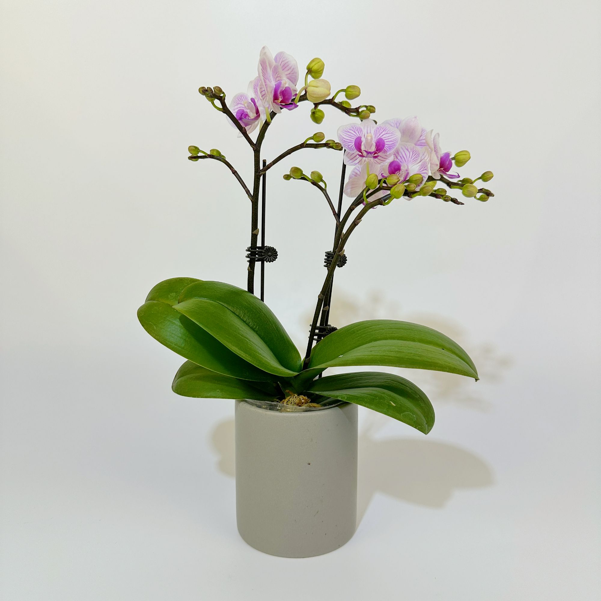 四季单【小可爱】蝴蝶兰花卉绿植美观趣味客厅家里简易办公室养护