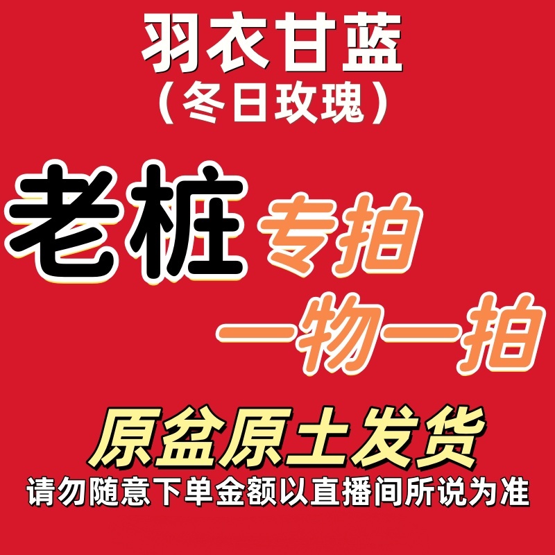 【老桩】羽衣甘蓝玫瑰甘蓝耐寒耐晒易养适合庭院阳台种植观赏