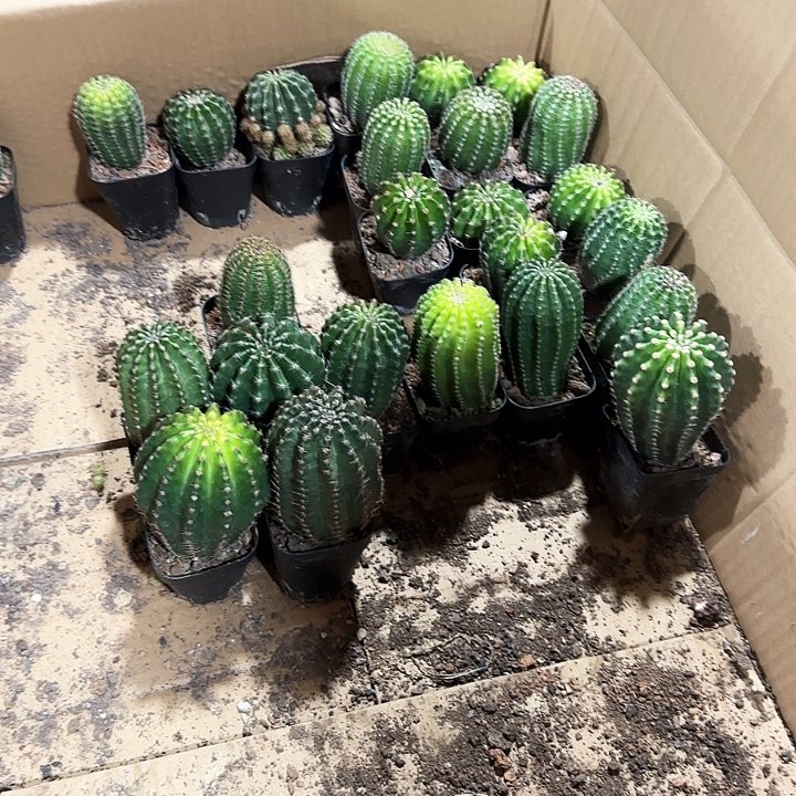 小号金刚五颗1111111