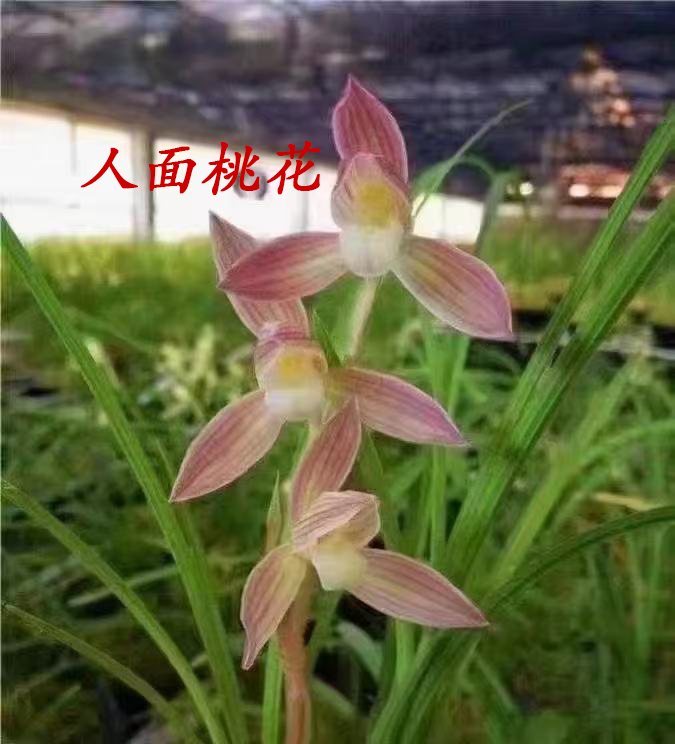 莲瓣兰浓香型兰花苗花卉室内外好养绿植盆栽国兰兰草兰花盆栽