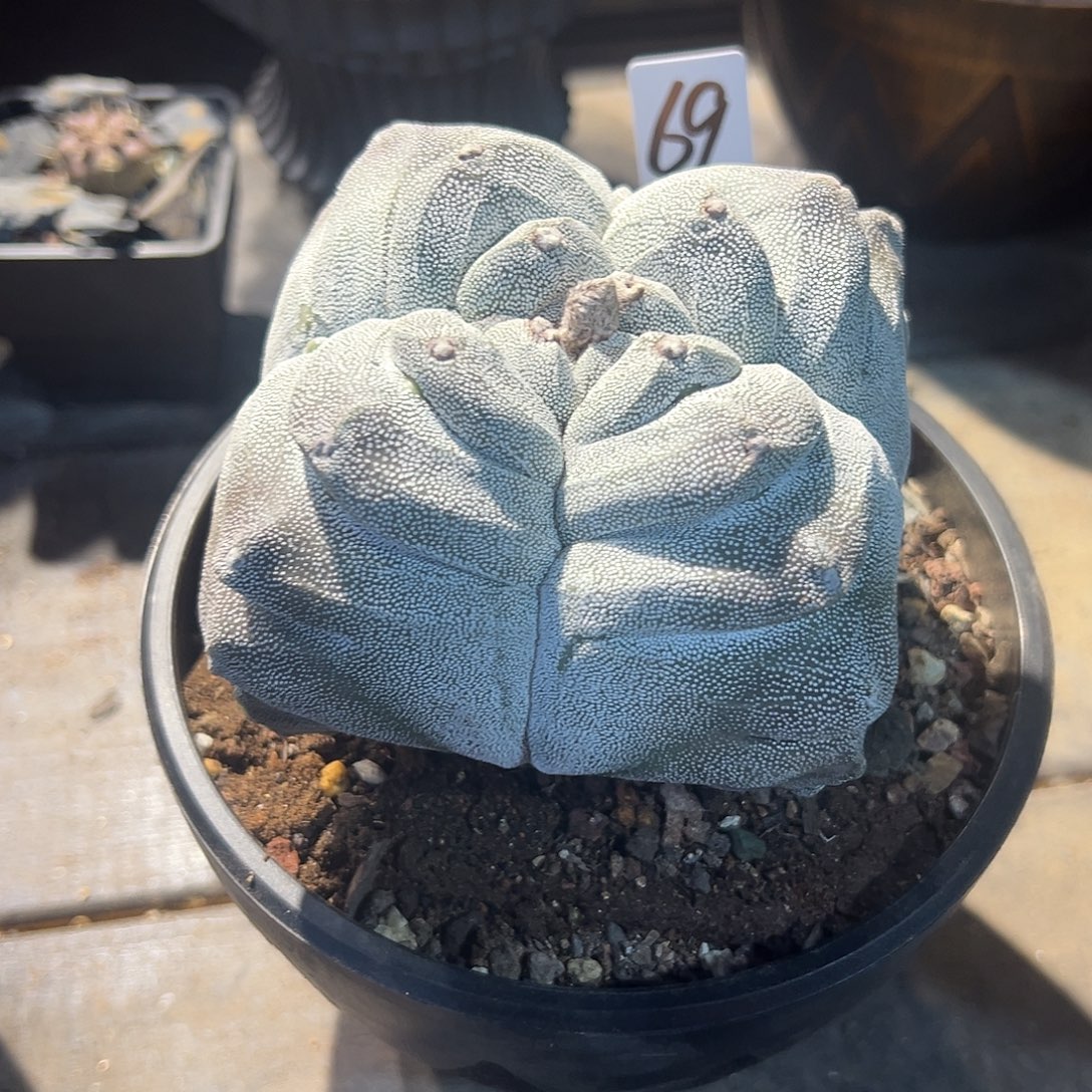 K***K实生根四棱角尤鸾凤玉