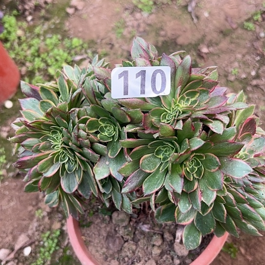 潇***姐多肉植物一个万皇110