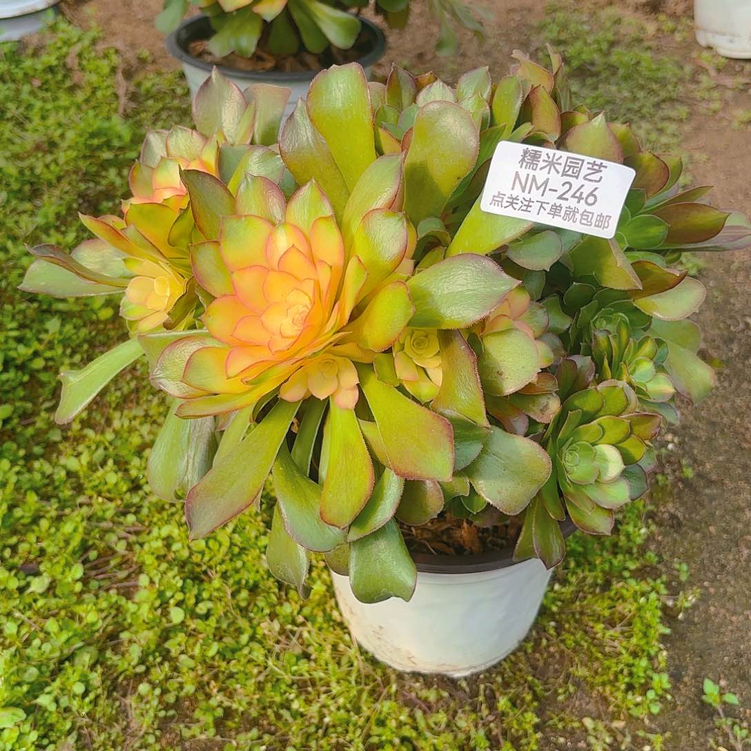 雅典娜老庄多肉植物246