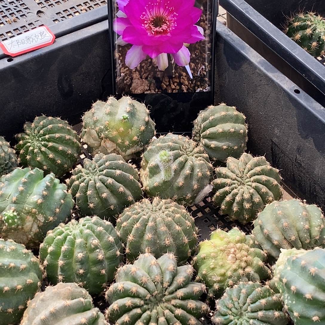 丽 g红弗女侧芽 歪 20包邮4公分