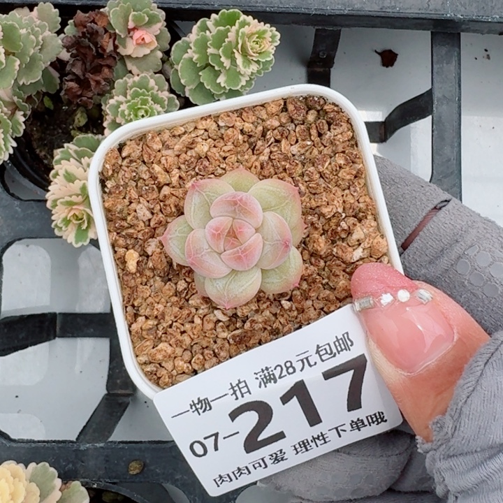 优选唐心多肉植物多肉植物