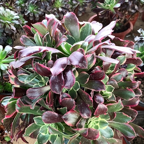 金丝雀玫瑰玫瑰玫瑰