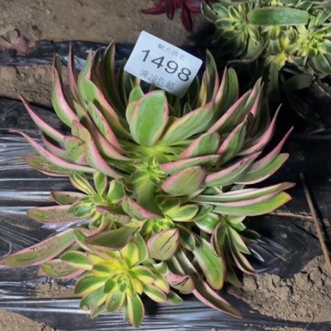 青莲多肉多肉1498