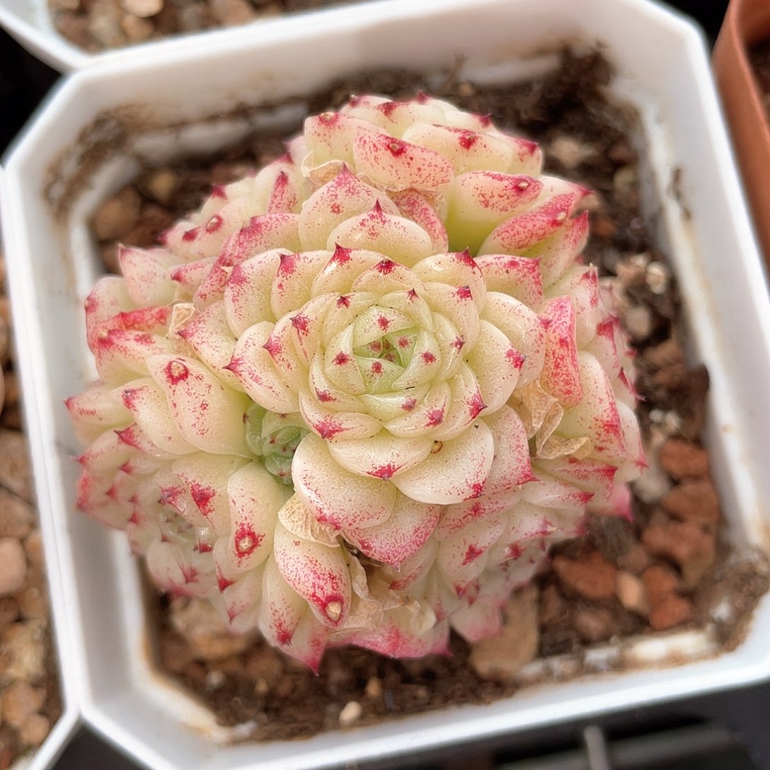 优选编号麦秆339