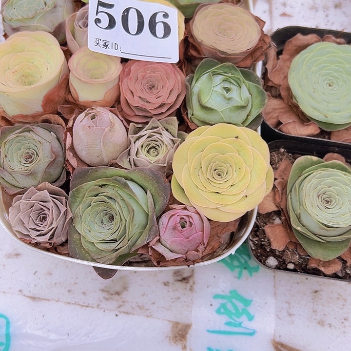 花***野506一物一拍送2颗玫瑰