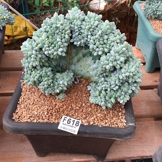 ****夏奶糖缀化618 亏本处理退款拉黑7-8天发货