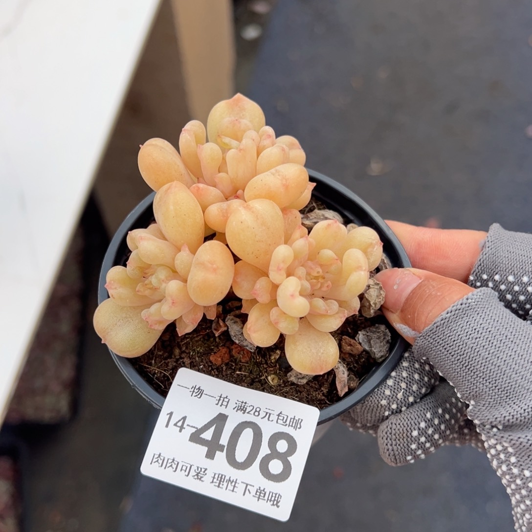 比尔盖茨多肉多肉多肉多肉