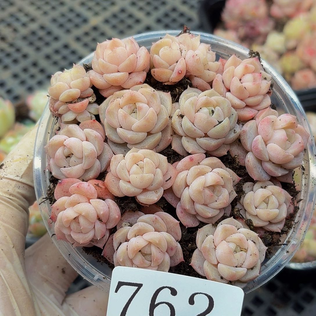 多肉植物多肉植物762