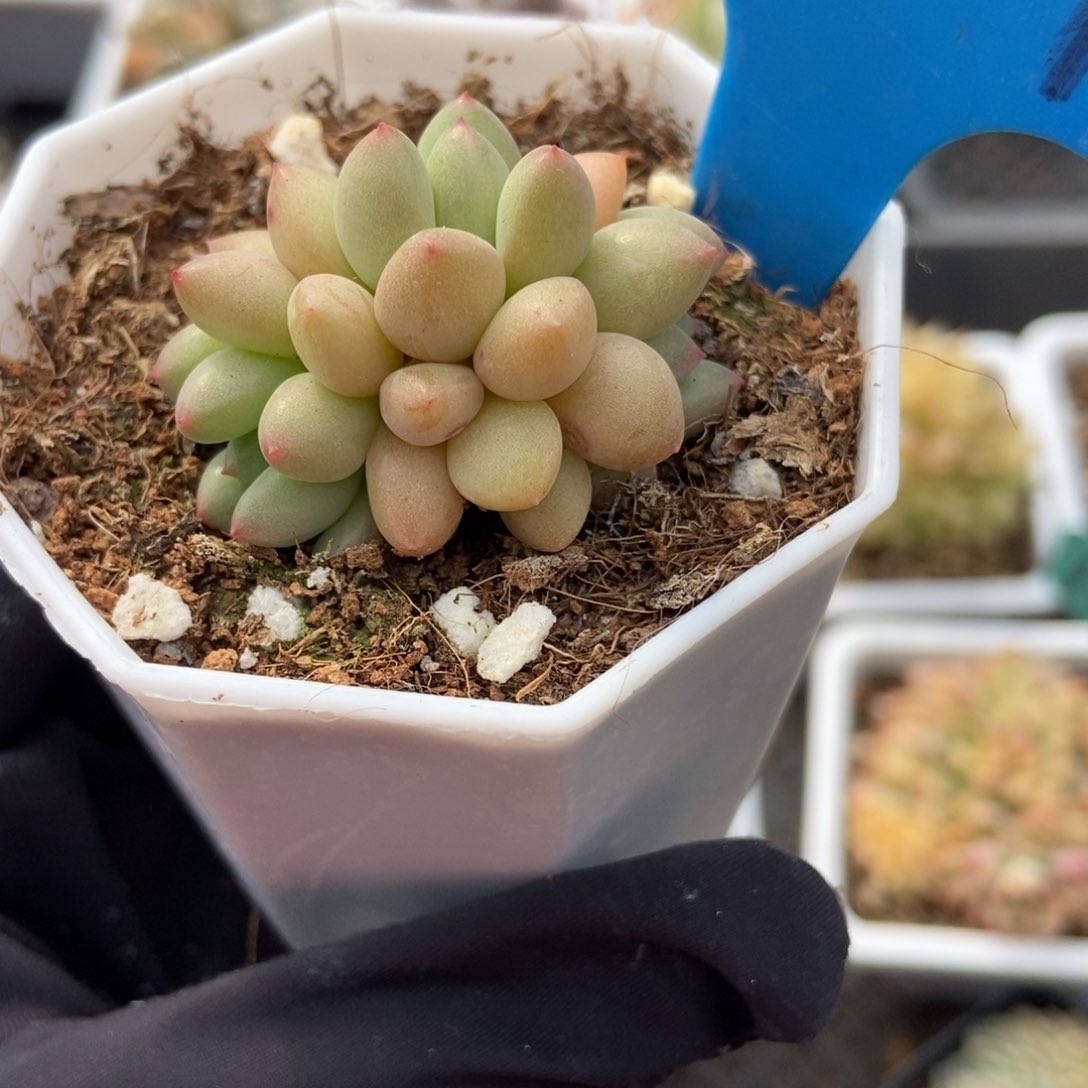 1007萤火虫多肉植物保护