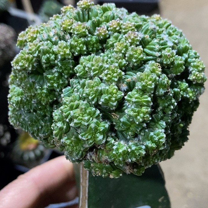 无花朵福利五星花笼群600