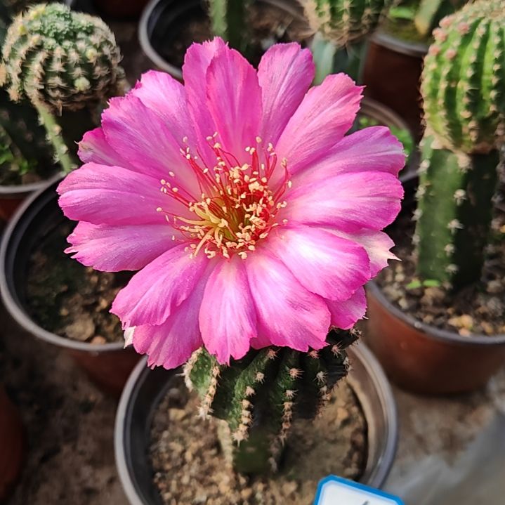 丽花迎春秀普嫁接特160