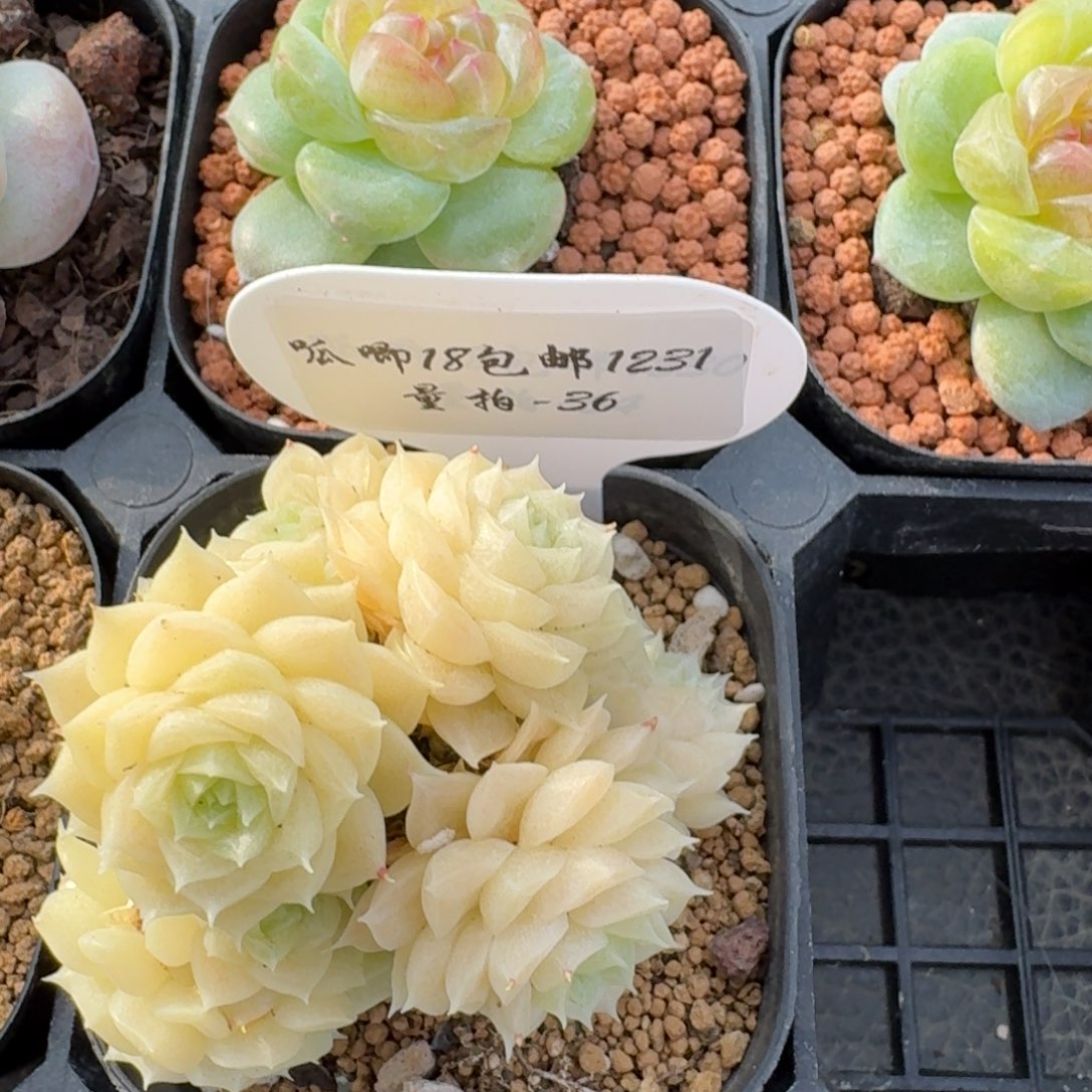 我***去1231-36-麦秆群不包整