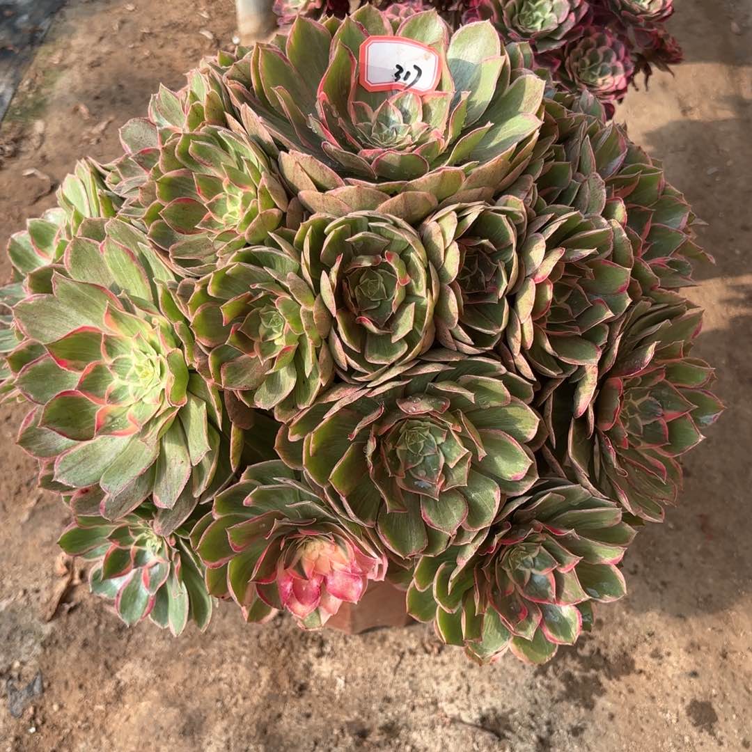 全部花朵317莲花座多肉植物