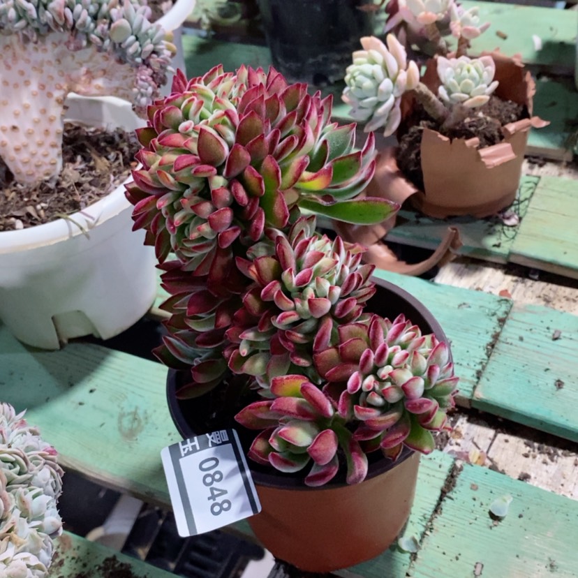 【闪购商品】红兔儿缀0848