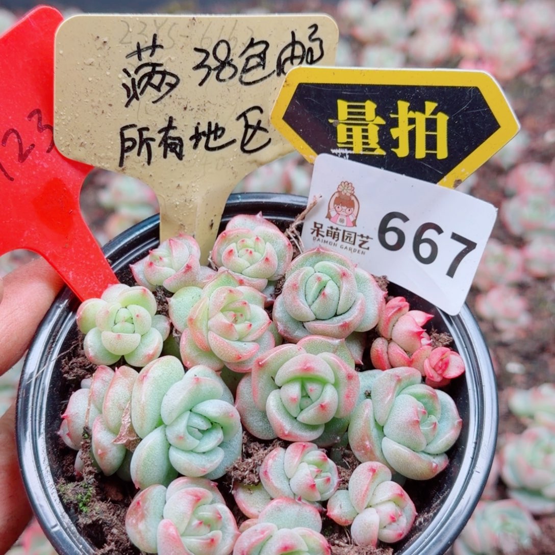 多肉植物多肉植物