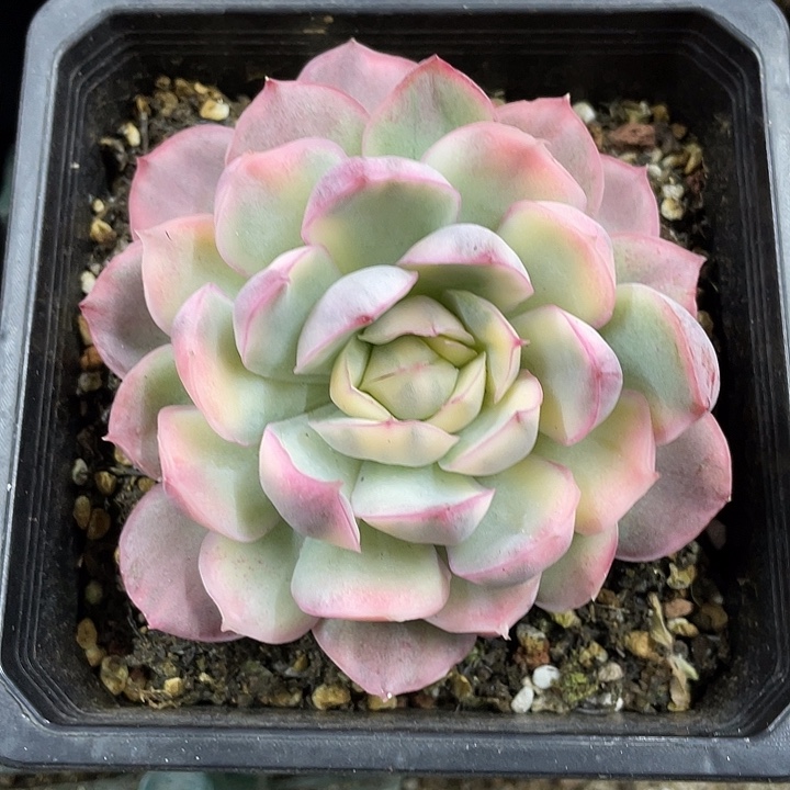 草莓蛋糕锦一物一拍