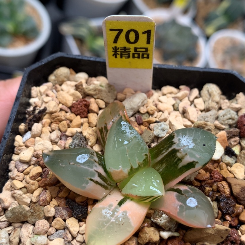 【闪购商品】701火凤凰