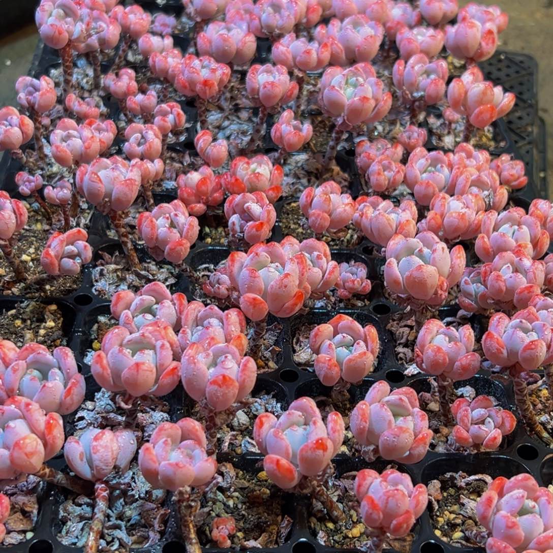 022多肉葡萄的味道是真的很