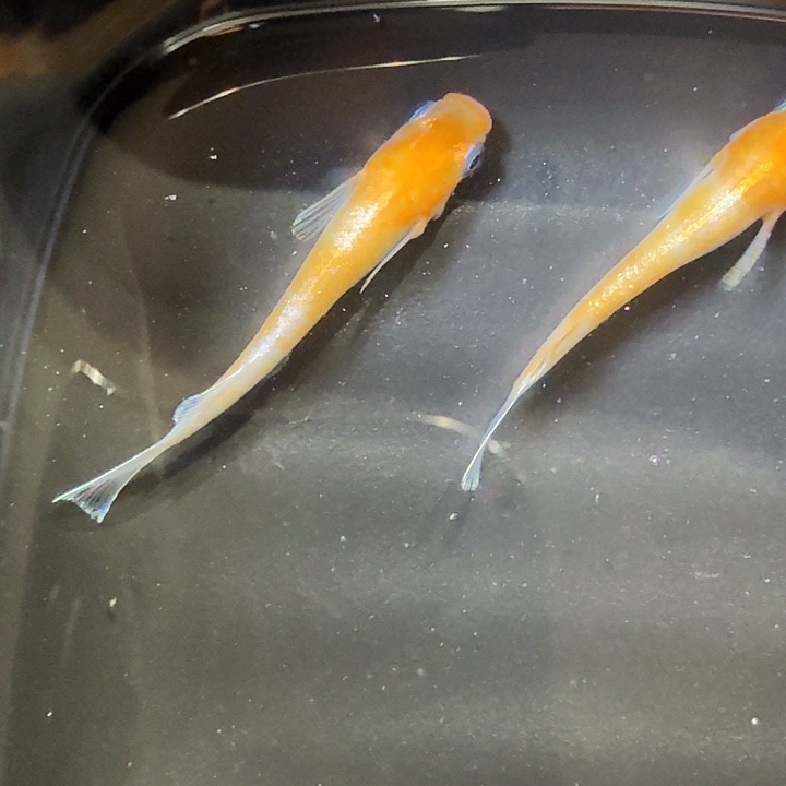 青鳉鱼89号拍品赤壁