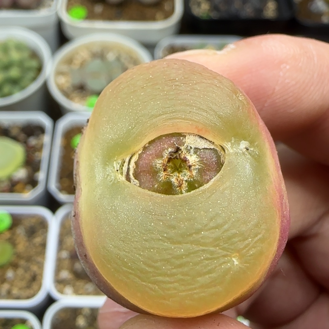 透窗2.7多肉植物190