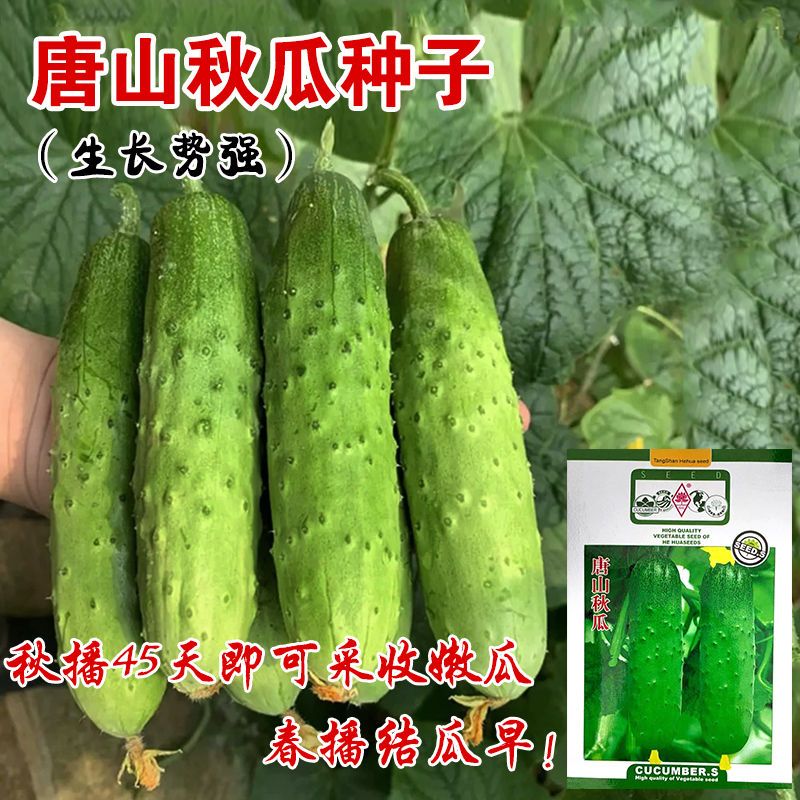万亩齐丰 【唐山秋瓜种子】秋黄瓜四季播夏季耐高温旱黄瓜种籽
