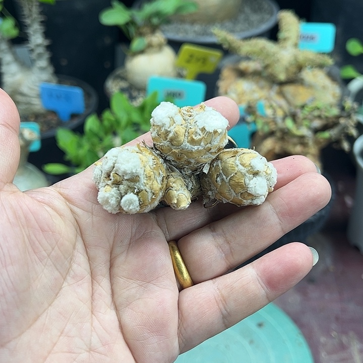 刨花后盾菊多肉植物