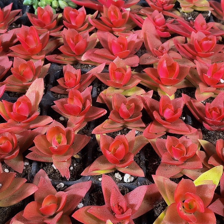 小火鸡1元带土发货