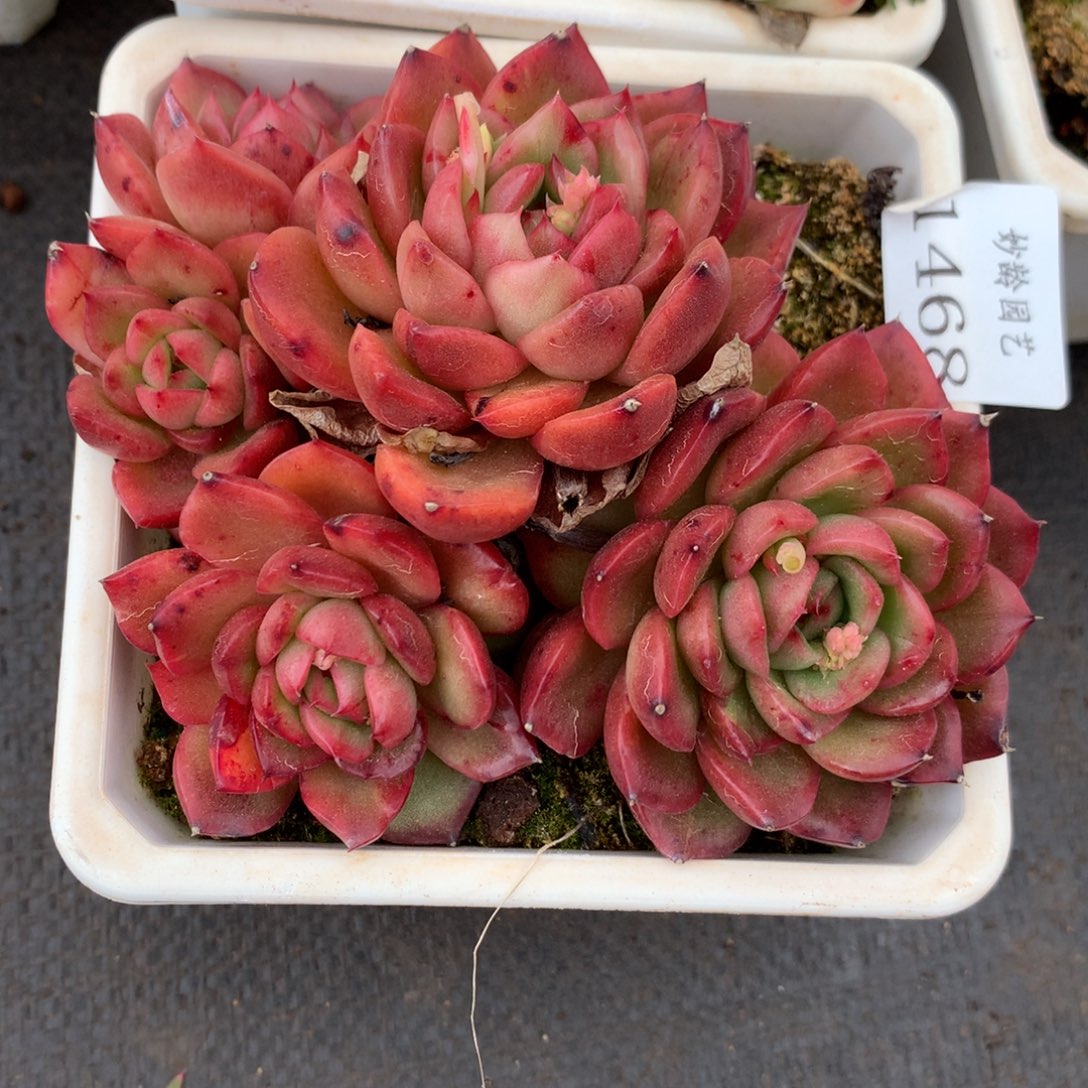 1468杂交精品基地冠12