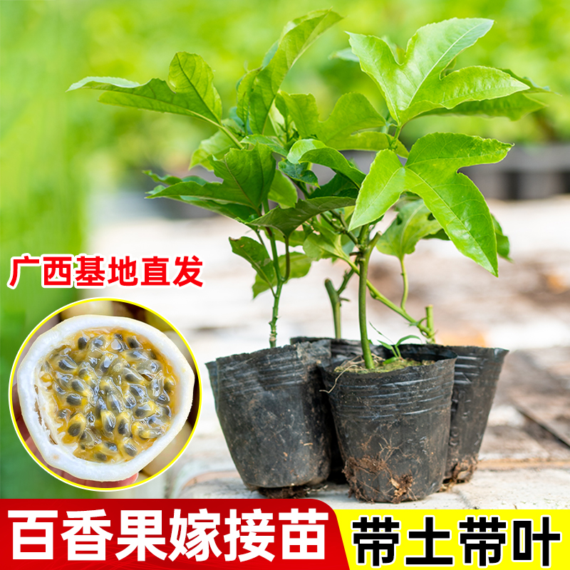 【直播专享】精品纯甜黄金百香果纯甜不酸嫁接苗南北方种植当年结果