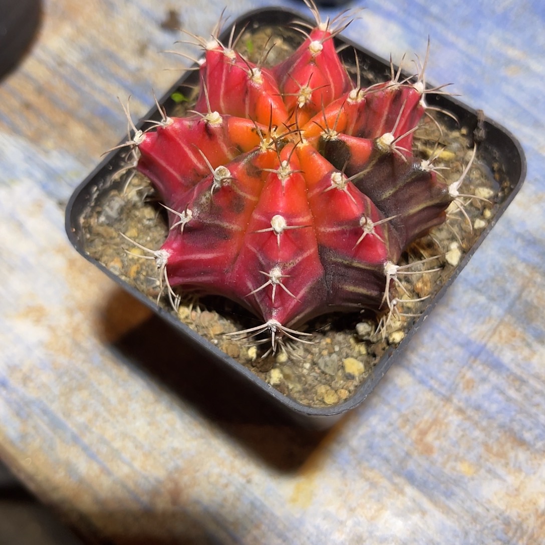 仙人球锦一物一拍