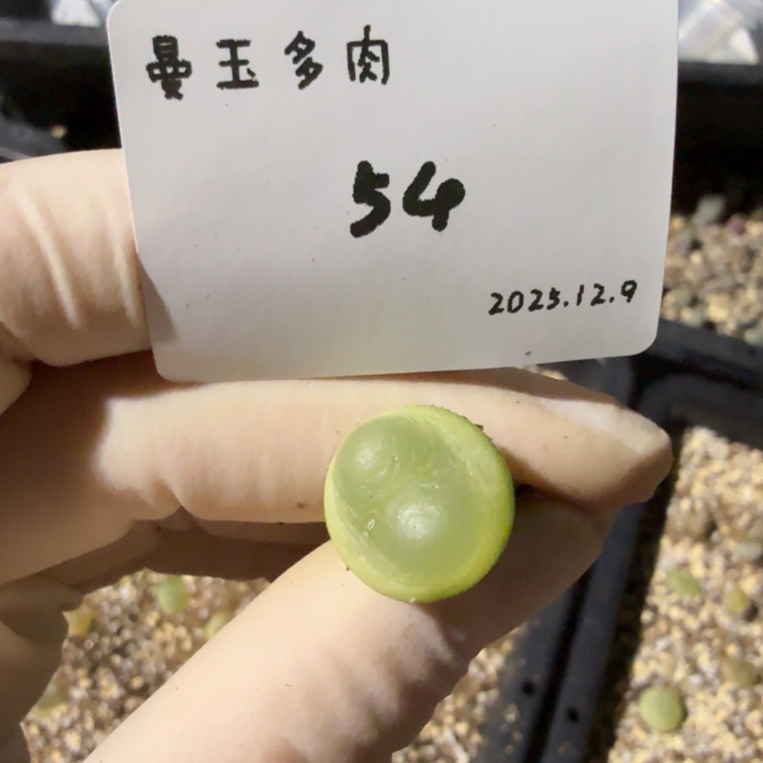 面****多肉多肉多肉12.9-054