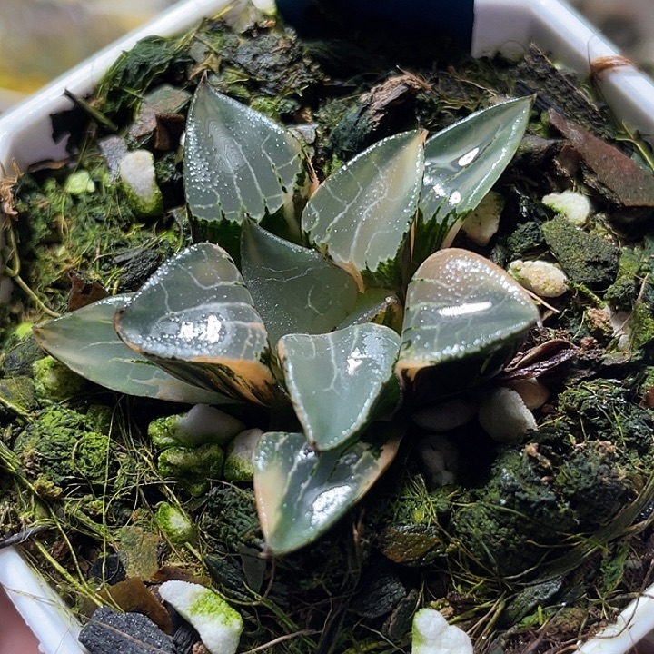 526花影锦特选福利