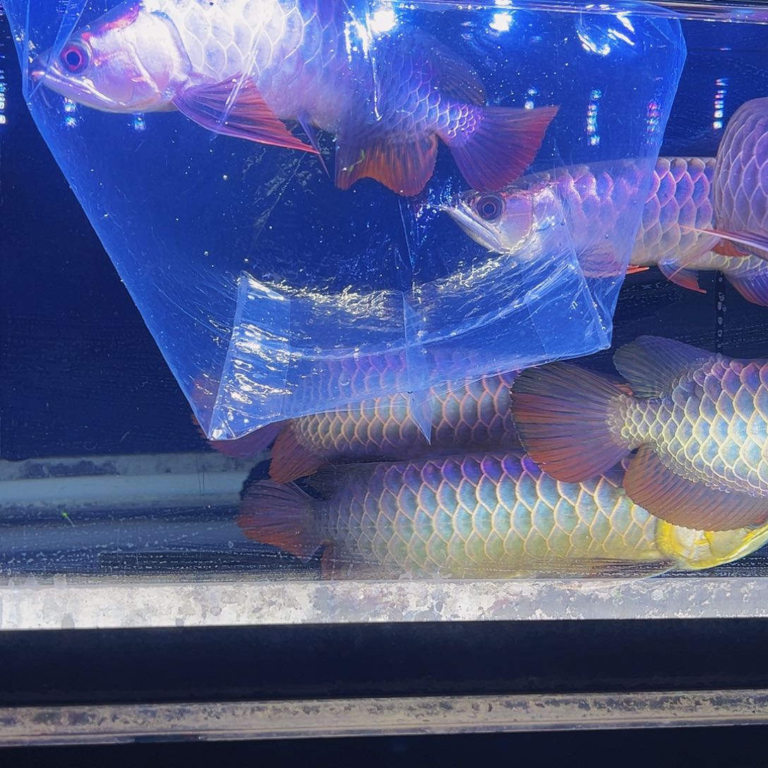 এ***࿐中国大陆马来西亚古典蓝底过背金龙