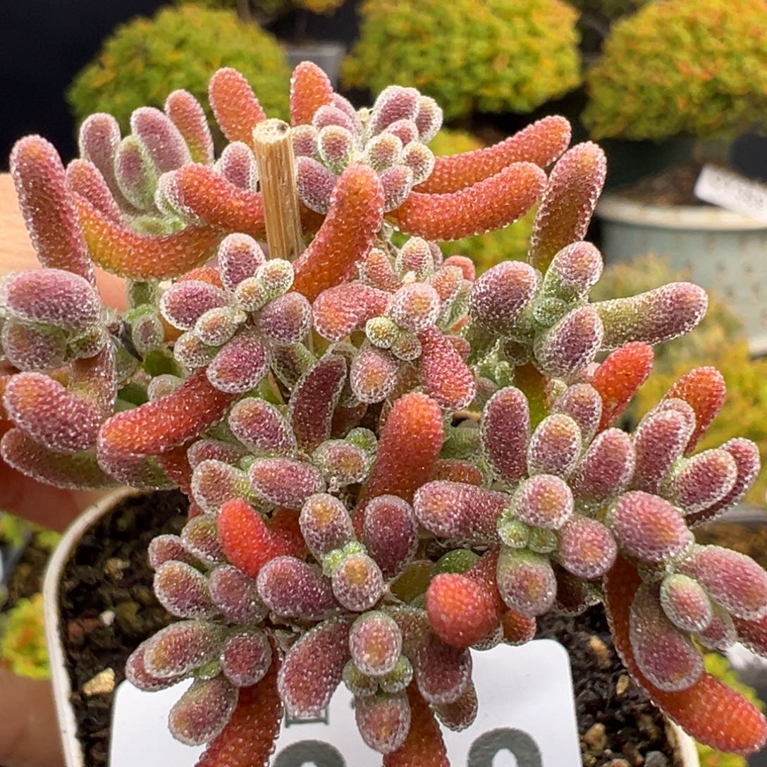 口***妹u818实生晶荧冠幅4.5cm